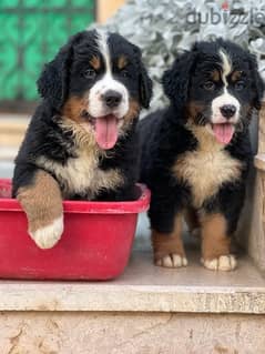 mountain Bernese 50 day puppies 0