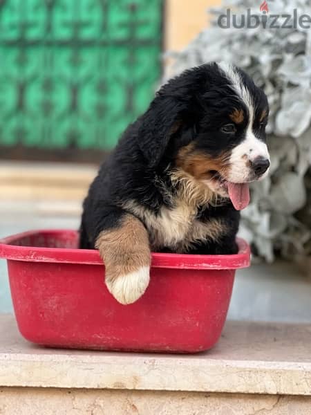 mountain Bernese 50 day puppies 1