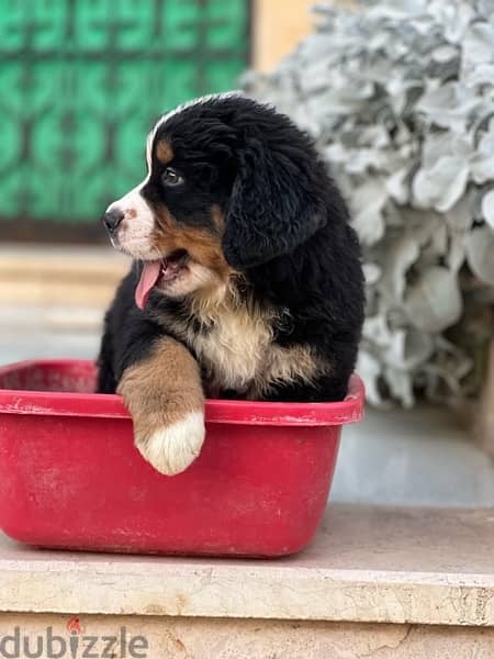 mountain Bernese 50 day puppies 2