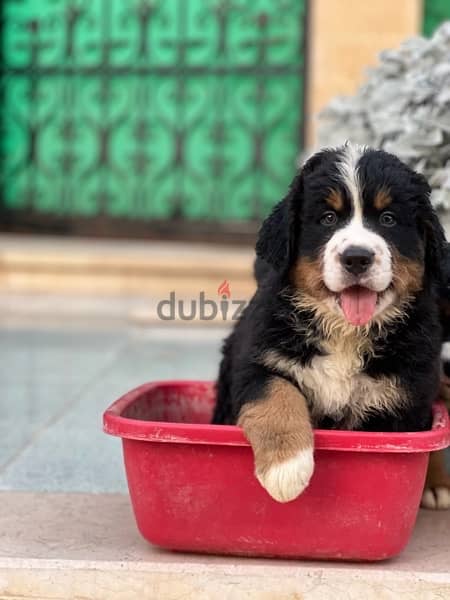 mountain Bernese 50 day puppies 3