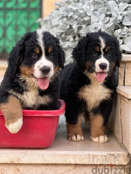 mountain Bernese 50 day puppies 4