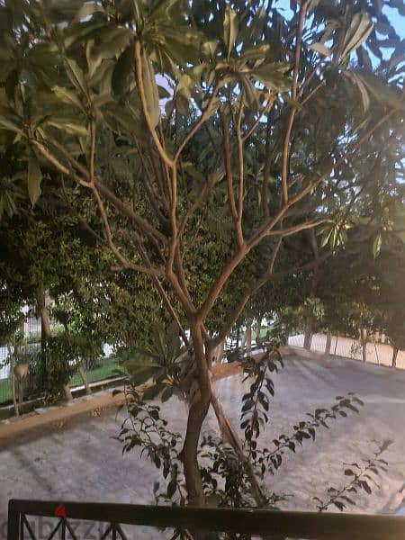 شقة ١٤٩م بحديقة ٨٠م تشطيبات خاصة للبيع بمدينة الرحاب بالمرحلة التالتة 8