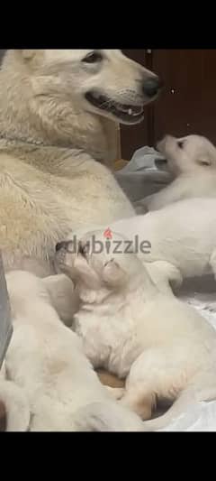 white german shepherds 30 days old puppies