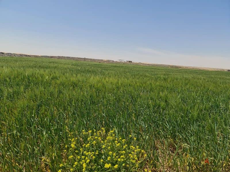 للبيع شركة استثمار زراعي تمتلك ١٧٠٠ فدان محافظة الوادى الجديد 3