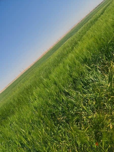 للبيع شركة استثمار زراعي تمتلك ١٧٠٠ فدان محافظة الوادى الجديد 5
