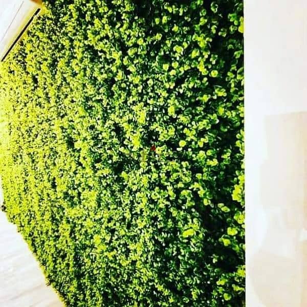 جرين وول للحوائط green wall تجاليد حوائط، ديكورات حوائط للبيع 15