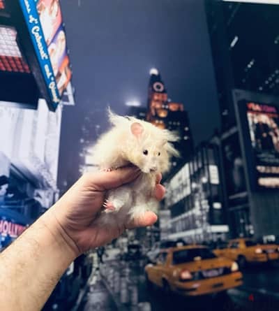 هامستر سوري hamster للبيع بسعر تحفه