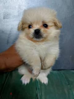puppy mini size 0