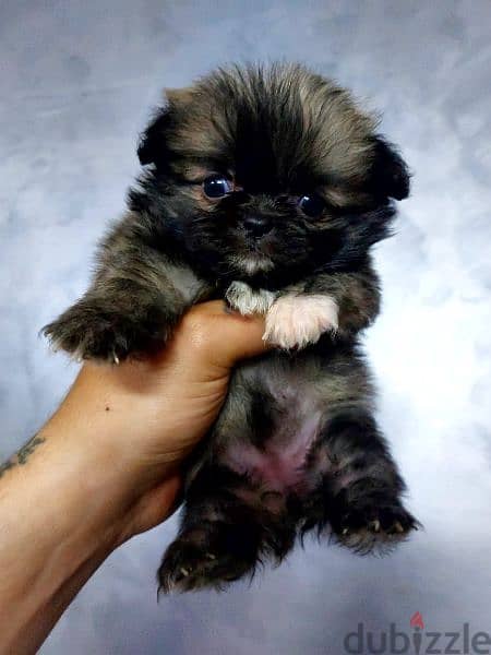 puppy mini size 1