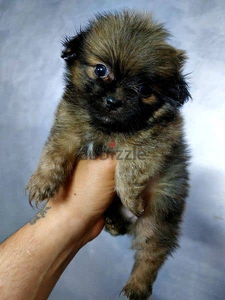 puppy mini size 2