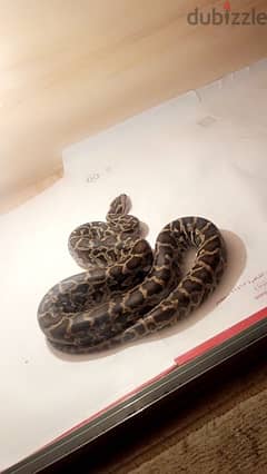 Male Python Snake