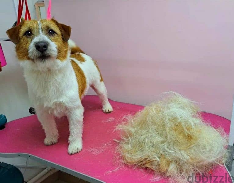 Jack Russell Terrier Male smooth haired from Russia 1