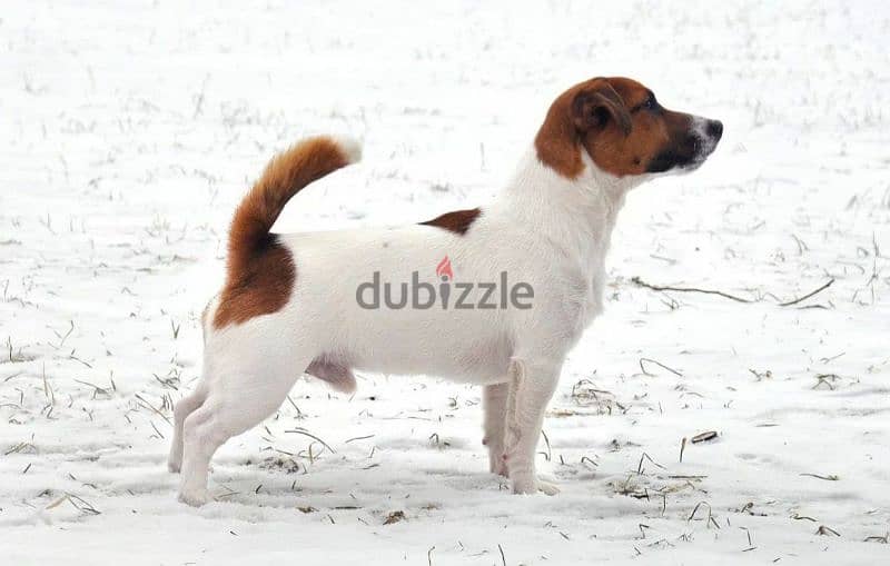 Jack Russell Terrier Male smooth haired from Russia 2