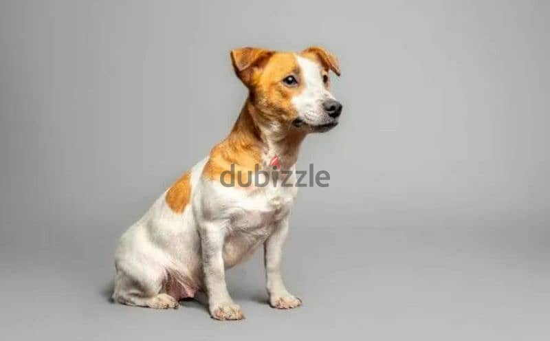 Jack Russell Terrier Male smooth haired from Russia 3