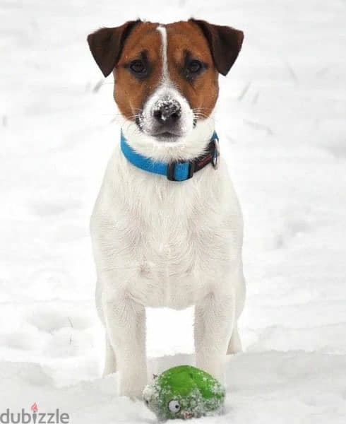 Jack Russell Terrier Male smooth haired from Russia 4