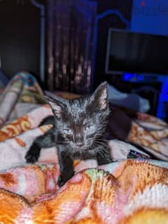 black Siamese cat for adoption 60 days old male