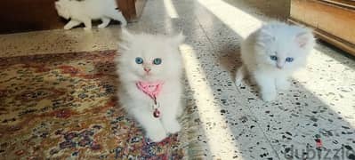 قط شيرازي عيون زرقاء