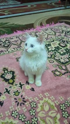 قطه شيرازي سيامي