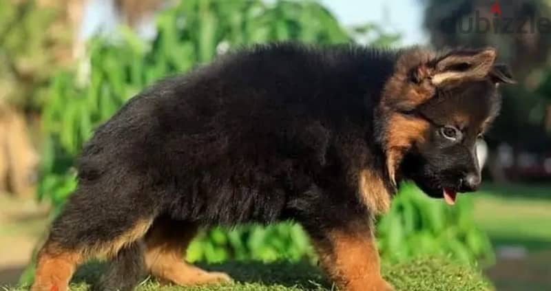 german shepherd puppy 55 days 3