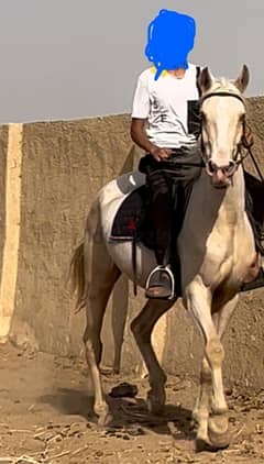 للبيع فرسة برلينو perlino من نوادر النوادر  golden albino horse