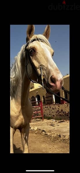 للبيع فرسة برلينو perlino من نوادر النوادر  golden albino horse 1