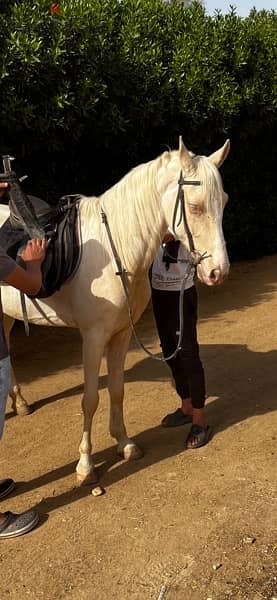 للبيع فرسة برلينو perlino من نوادر النوادر  golden albino horse 2