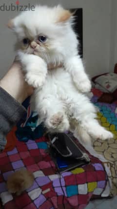 قطة هيمالايا للبيع لسة مولودة
