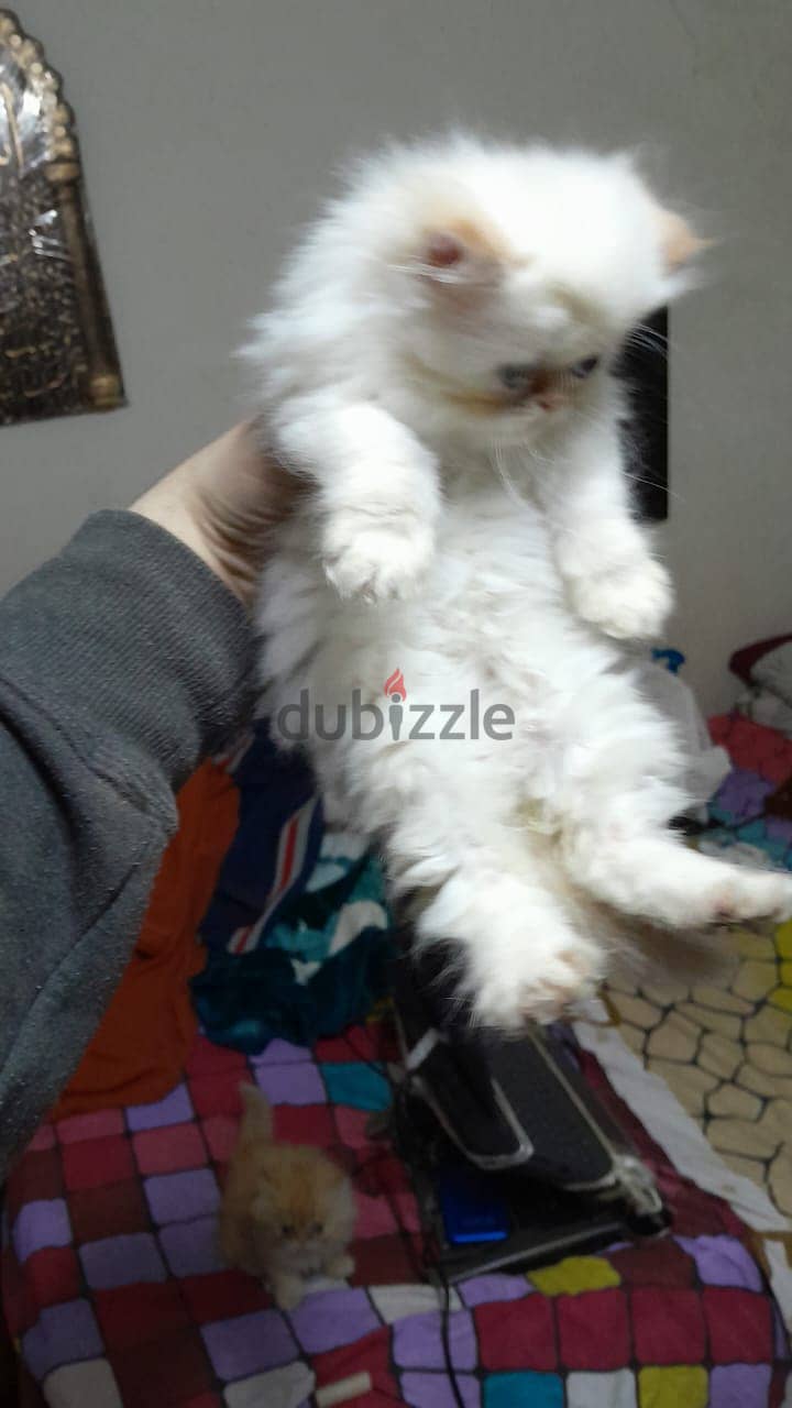 قطة هيمالايا للبيع لسة مولودة 1