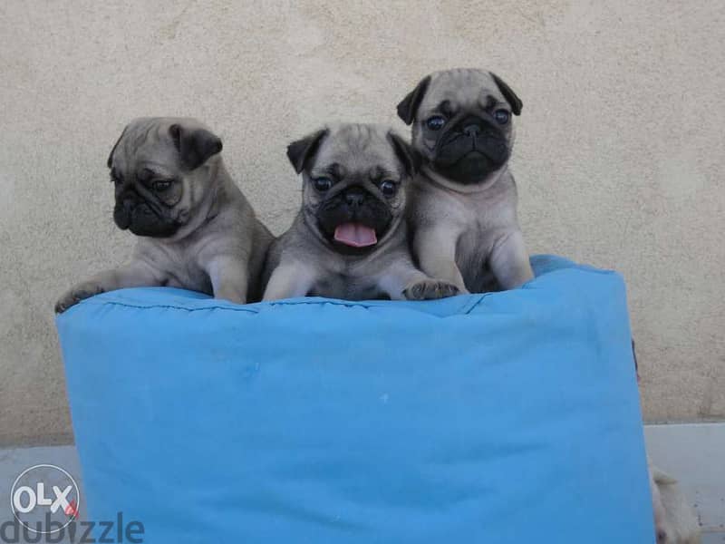 Premium quality mini pug puppies, imported parents 1