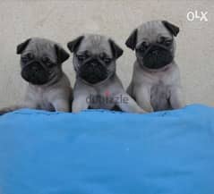 Premium quality mini pug puppies, imported parents 0