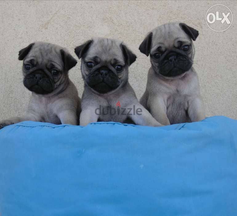 Premium quality mini pug puppies, imported parents 0