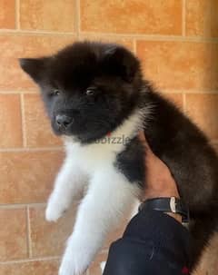 American akita female puppy for sale