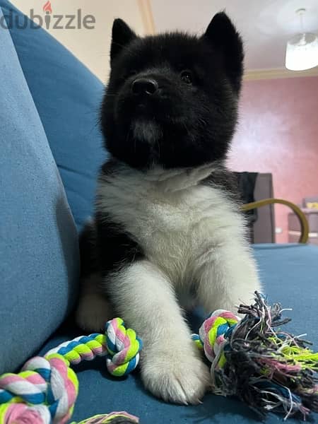 American akita female puppy for sale 1