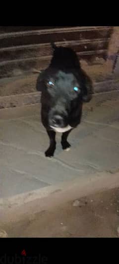 كلب دنور بلاك في نجمه بيضاء في الصدر كلب خساس شويه لعدم الاهتمام 0
