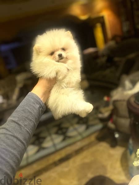 Pomeranian for sale 1