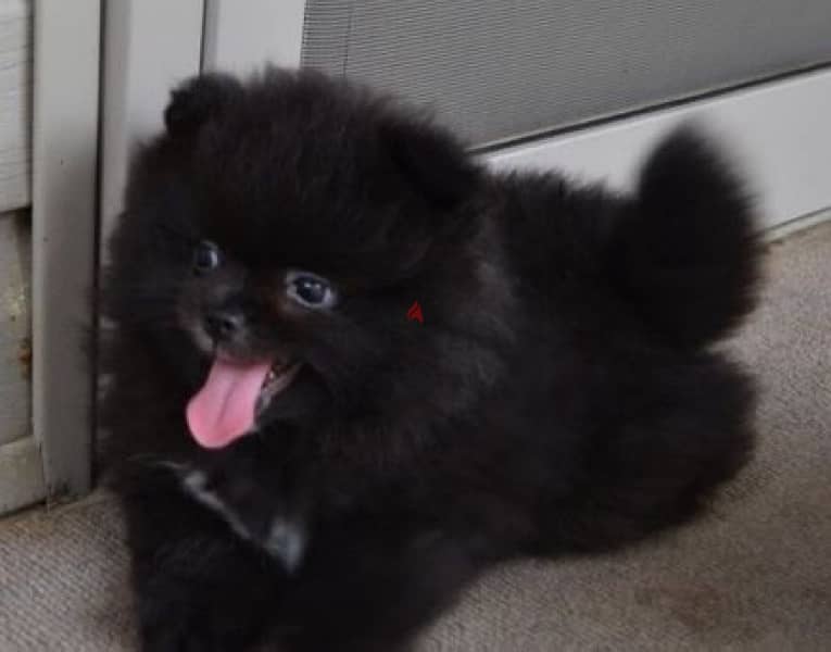 Pomeranian black 0