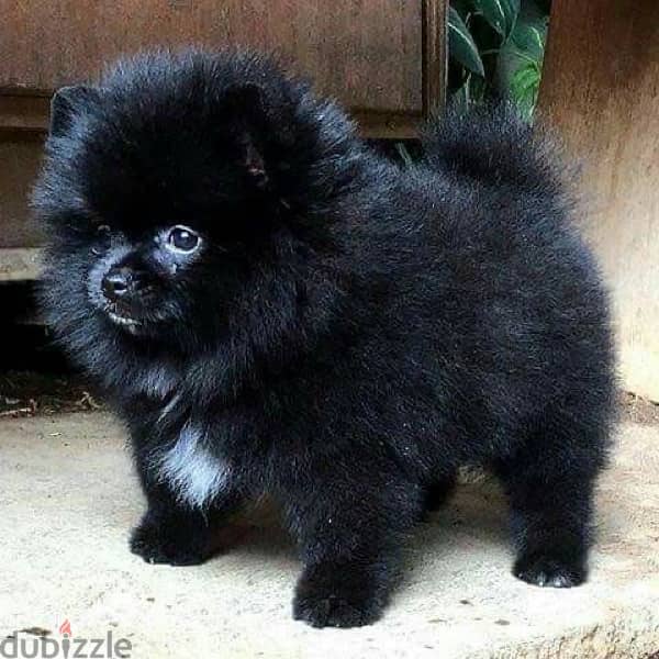 Pomeranian black 1