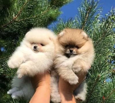 بومرينيان أصول مستوردين بومرنيان Pomeranian