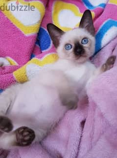 the most gorgeous Siamese kitten you may see 0