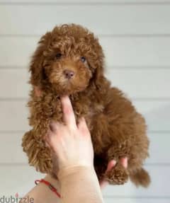 Miniature Poodle Female From Russia full documents 0
