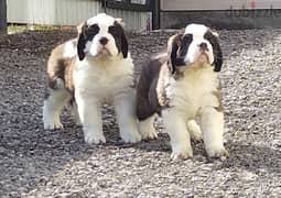 Saint Bernard Long Haired Miracle Male From Russia
