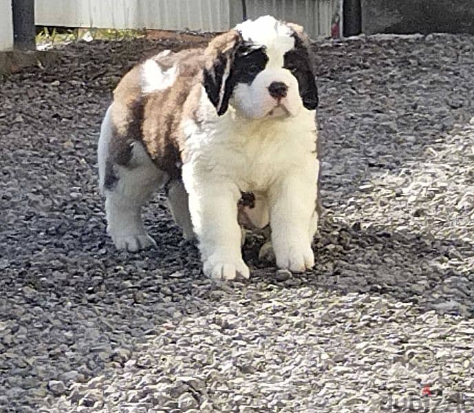 Saint Bernard Long Haired Miracle Male From Russia 1