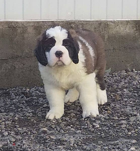Saint Bernard Long Haired Miracle Male From Russia 2