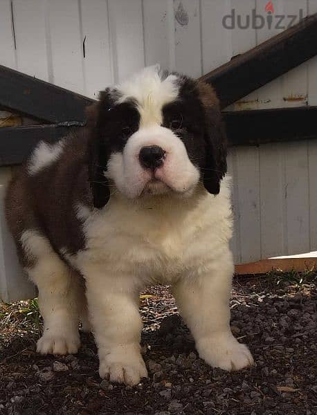 Saint Bernard Long Haired Miracle Male From Russia 3