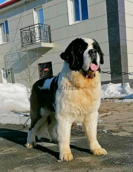 Saint Bernard Long Haired Miracle Male From Russia 4