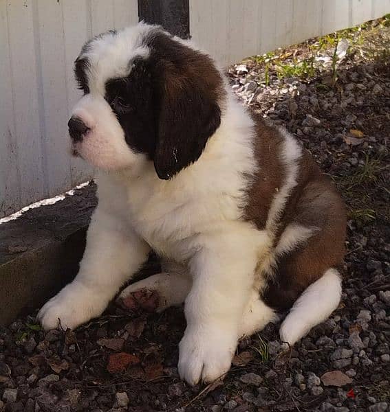 Saint Bernard Long Haired Miracle Male From Russia 5