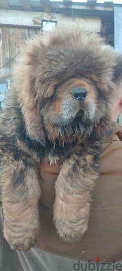 Tibetan mastiff Females From Russia 0