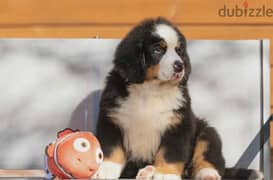 Bernese mountain dog puppy boy