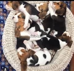 beagle puppy _بيجل 0