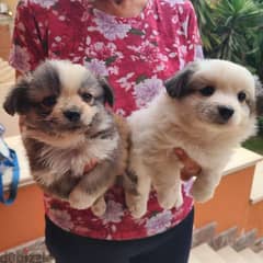 cute Tibetan spaniel male puppies for sale